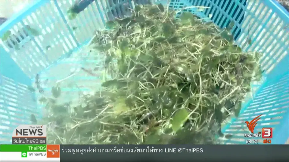 จับตาข่าวเด่น : เร่งเสริมโภชนาการ "มาเรียม" หลังพบน้ำหนักต่ำกว่าเกณฑ์
