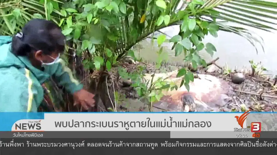 พบปลากระเบนราหูตายในแม่น้ำแม่กลอง