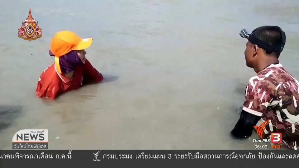 แมงกะพรุนสร้างปัญหาทีมดูแลมาเรียม