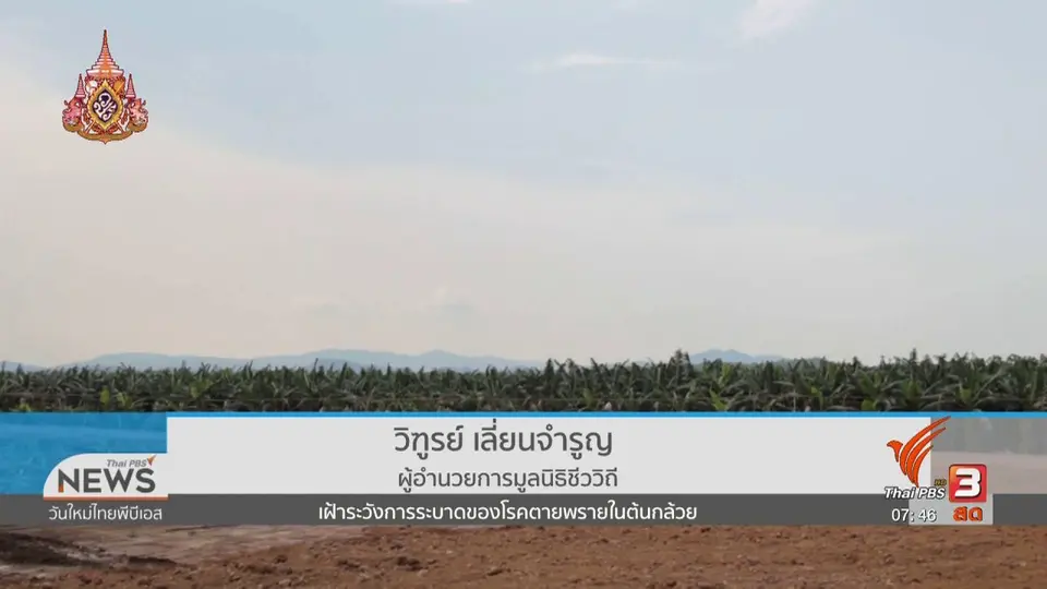 C-site Report : กล้วยหอมเขียวตายพราย