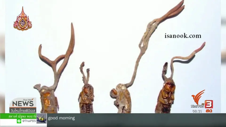 จับตาข่าวเด่น : หมอเตือนกิน “ราจักจั่น” คล้ายถั่งเช่า ระวังอาจถึงตาย