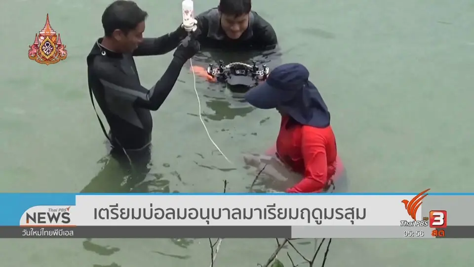 เตรียมบ่อลมอนุบาลมาเรียมฤดูมรสุม