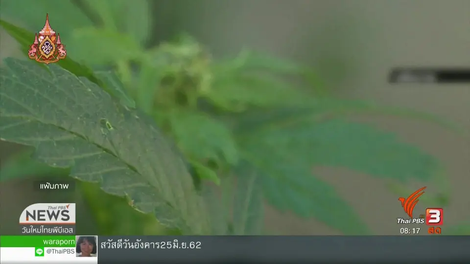 จับตาข่าวเด่น : อย.แจงร่างกฎหมายโฆษณากัญชา ไม่อนุญาตให้ใช้เพื่อการค้า