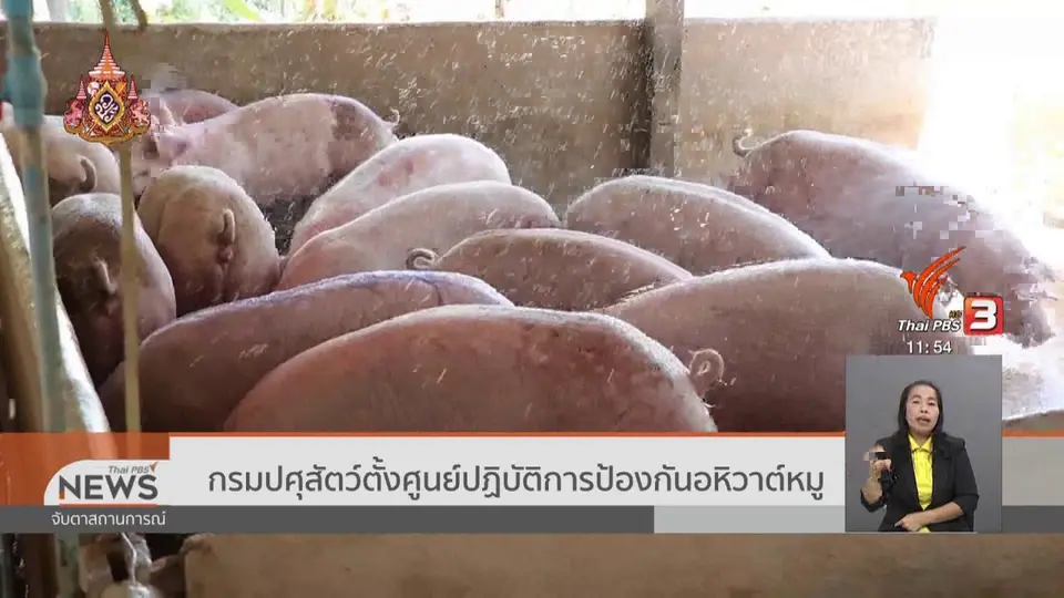 กรมปศุสัตว์ตั้งศูนย์ปฏิบัติการป้องกันอหิวาต์หมู