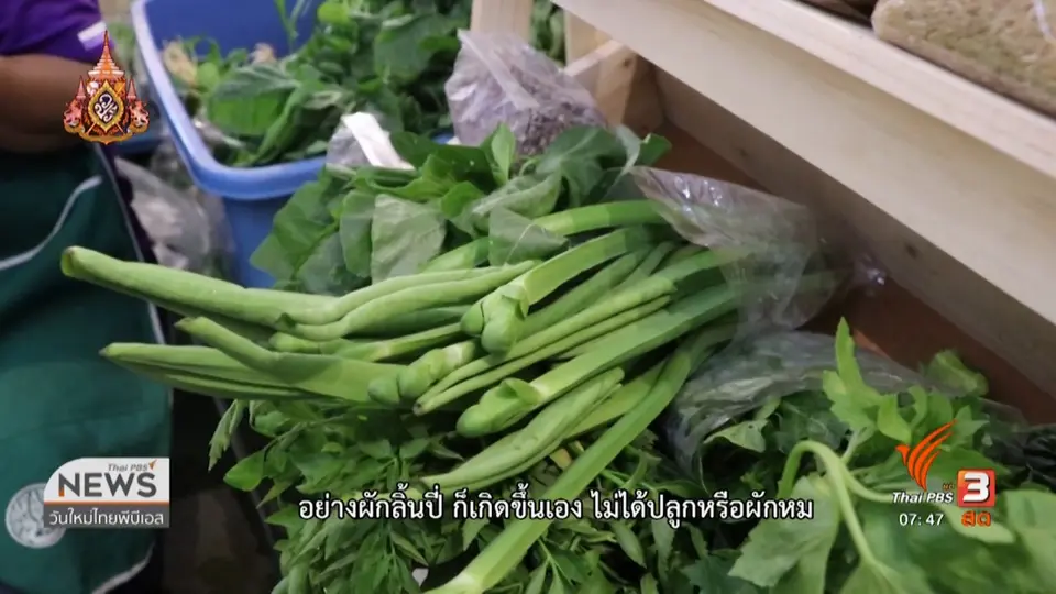 C-site Report : มหกรรมอาหารปลอดภัยใส่ใจสุขภาพ จ.ขอนแก่น
