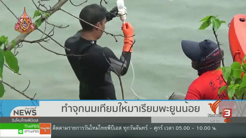 ​จับตาข่าวเด่น : ทำจุกนมเทียมให้มาเรียมพะยูนน้อย