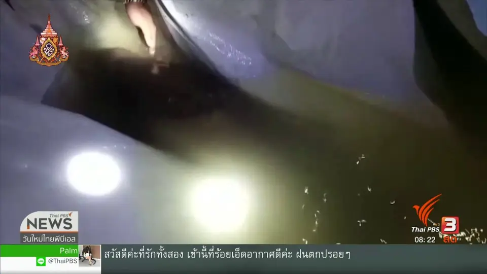 จับตาข่าวเด่น : มาเรียมได้เพื่อนอีกตัว หลังพบลูกพะยูนเพศผู้หลงฝูงเกยตื้นที่กระบี่