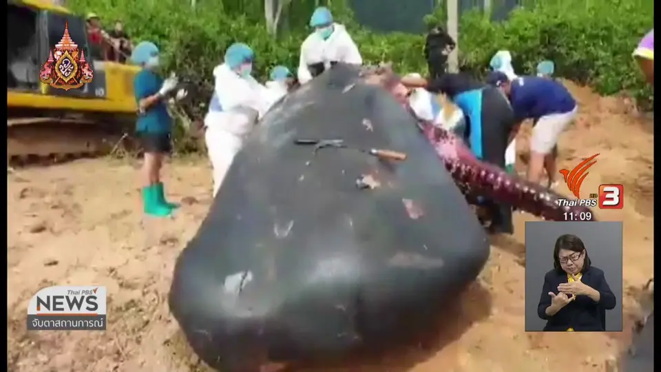 ​พบชิ้นส่วนพลาสติกในท้องวาฬหัวทุย จ.กระบี่