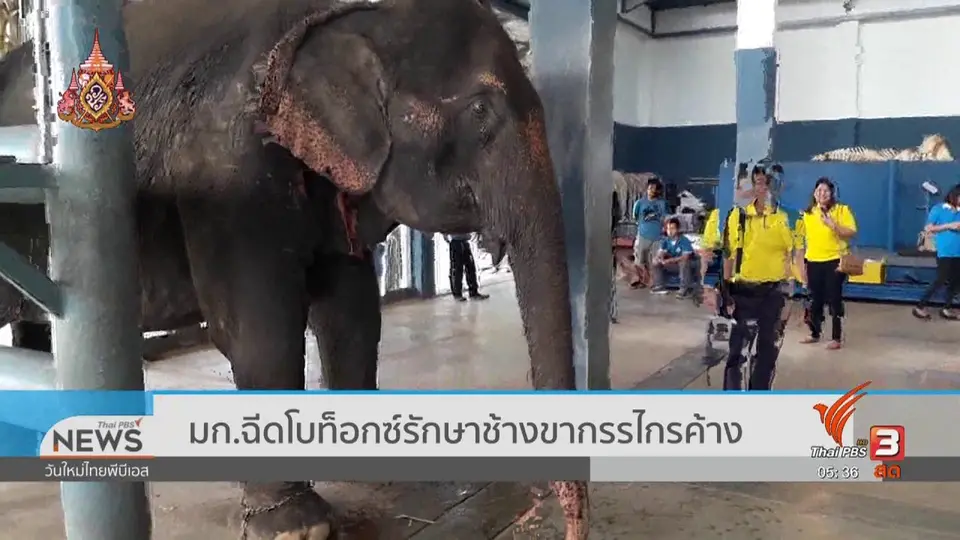 ​มก.ฉีดโบท็อกซ์รักษาช้างขากรรไกรค้าง