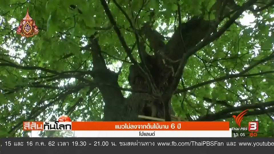แมวไม่ลงจากต้นไม้นาน 6 ปี