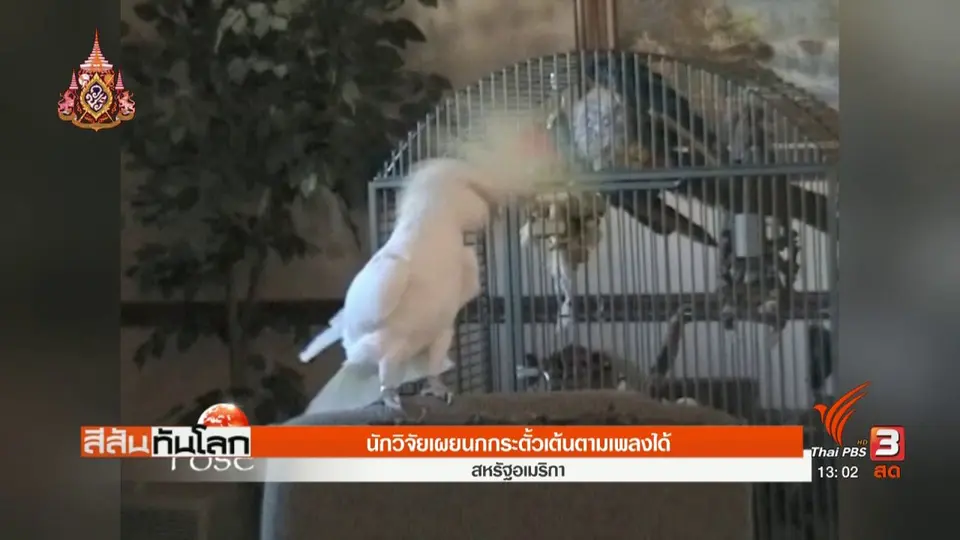 ​นักวิจัยเผยนกกระตั้วเต้นตามเพลงได้