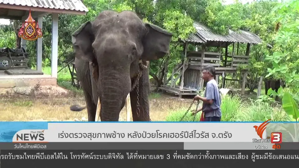 ​เร่งตรวจสุขภาพช้าง หลังป่วยโรคเฮอร์ปีส์ไวรัส จ.ตรัง