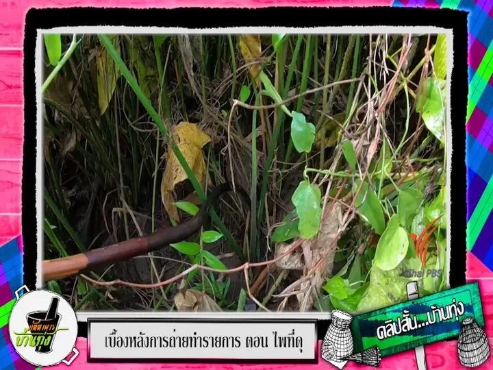 คลิปบ้านทุ่ง : เก็บผักสดๆ ในซูเปอร์มาร์เก็ตกลางป่า