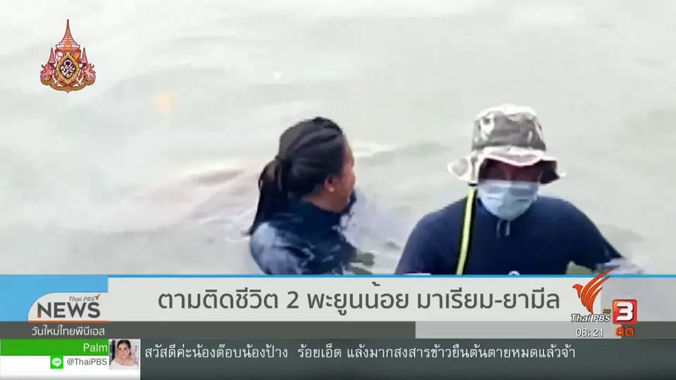 ​จับตาข่าวเด่น : อัปเดตชีวิต 2 พะยูนน้อย มาเรียมและยามีล