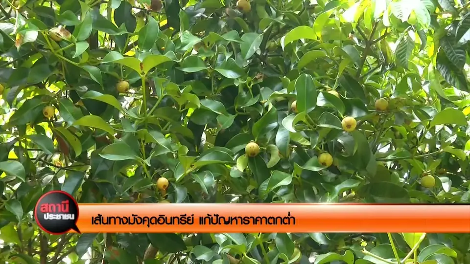 ​เส้นทางมังคุดอินทรีย์ แก้ปัญหาราคาตกต่ำ