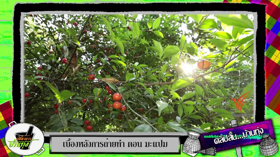 ​คลิปบ้านทุ่ง : มะแปมกินกับเกลือยิ่งเปรี้ยวลงตัว
