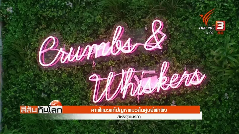 คาเฟ่แมวแก้ปัญหาแมวล้นศูนย์พักพิง