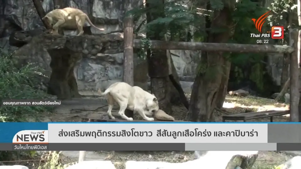 ​จับตาข่าวเด่น : ส่งเสริมพฤติกรรมสิงโตขาว สีสันลูกเสือโคร่ง คาปิบารา