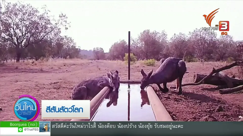 จับตาข่าวเด่น : สีสันสัตว์โลก