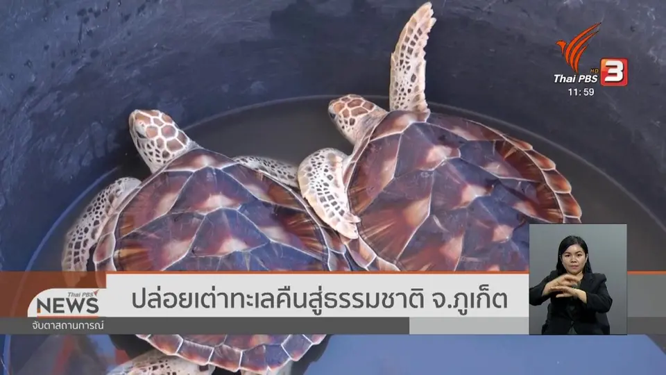 ​ปล่อยเต่าทะเลคืนสู่ธรรมชาติ จ.ภูเก็ต