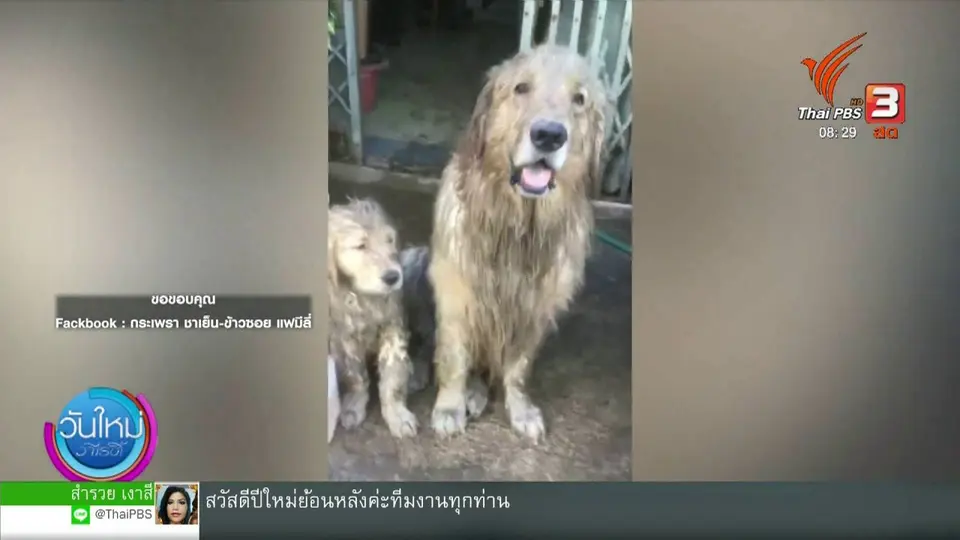 จับตาข่าวเด่น : กระเพรา ชาเย็น ข้าวซอย แฟมีลี่
