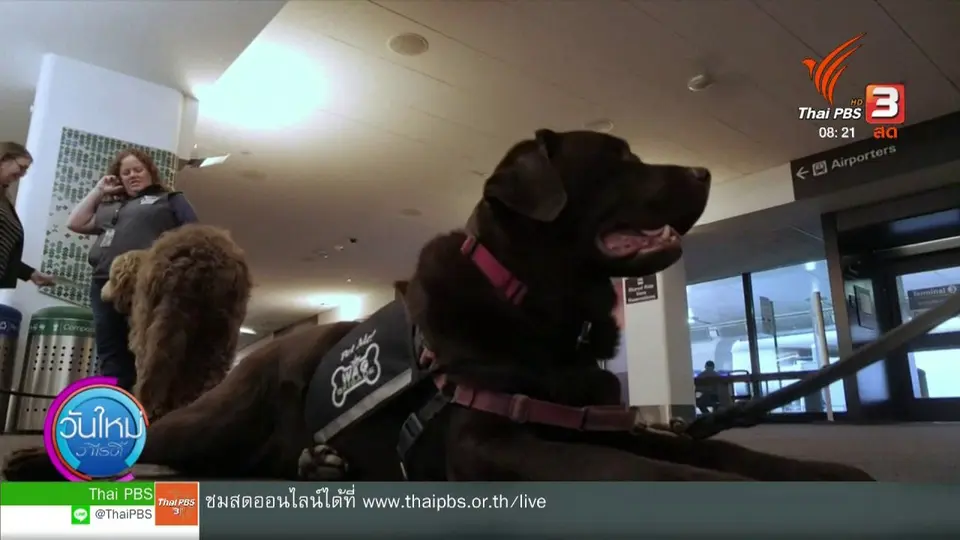 ​จับตาข่าวเด่น : สัตว์บำบัด เพื่อคลายเครียด ลดกังวล