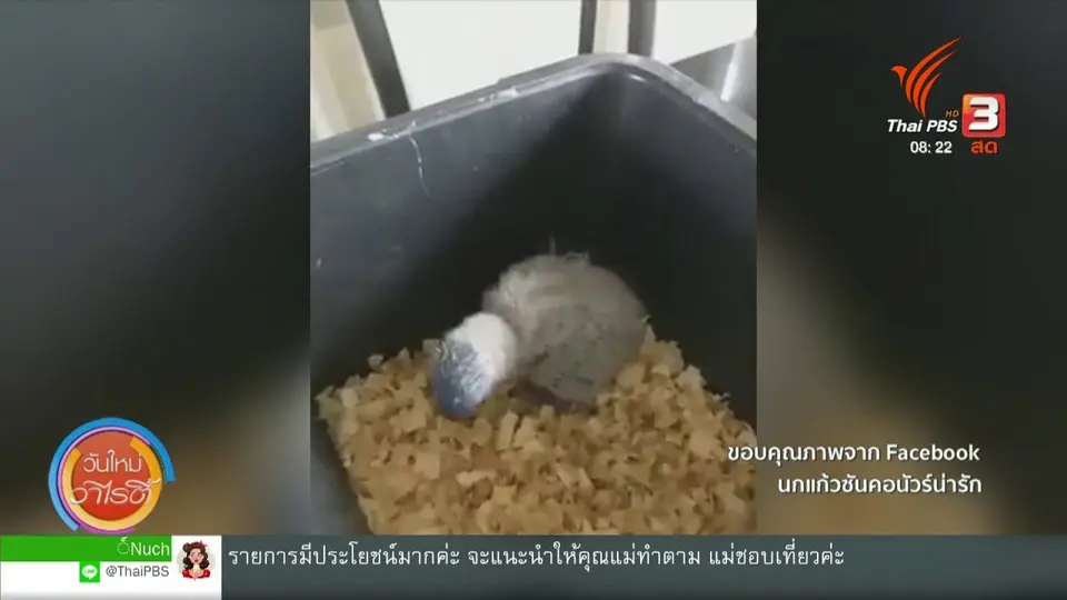 จับตาข่าวเด่น : นกแก้วซันคอนัวร์น่ารัก