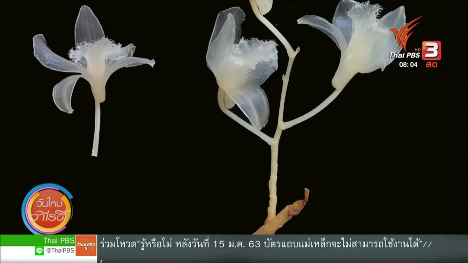 จับตาข่าวเด่น : นักวิจัยไทย ค้นพบกล้วยไม้สกุลหวายชนิดใหม่ของโลก