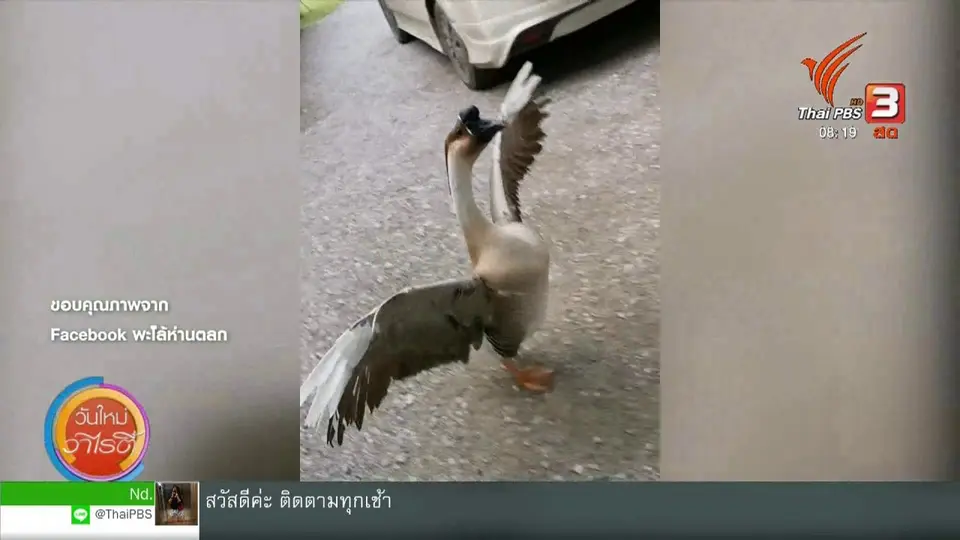 จับตาข่าวเด่น : "พะโล้" ห่านตลก