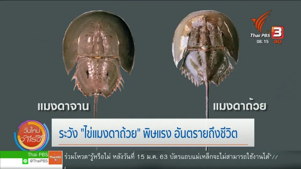 จับตาข่าวเด่น : ระวัง "ไข่แมงดาถ้วย" พิษแรง อันตรายถึงชีวิต