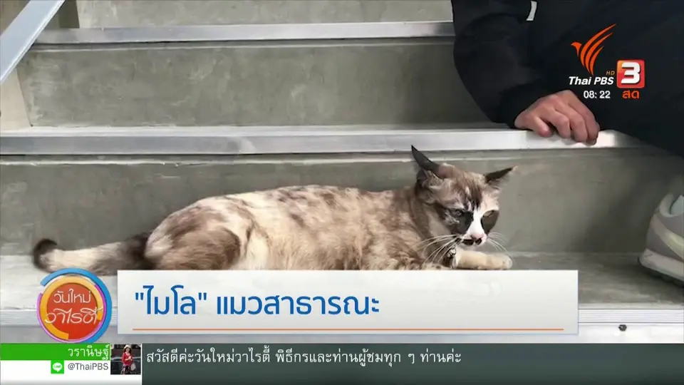 จับตาข่าวเด่น : "ไมโล" แมวสาธารณะ