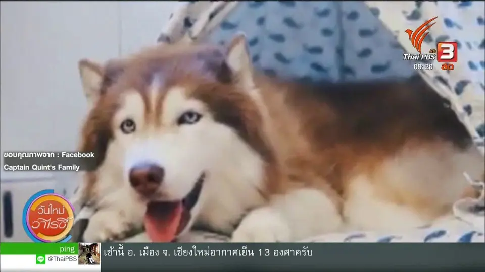 จับตาข่าวเด่น : "กัปตัน" ไซบีเรียนแสนรู้
