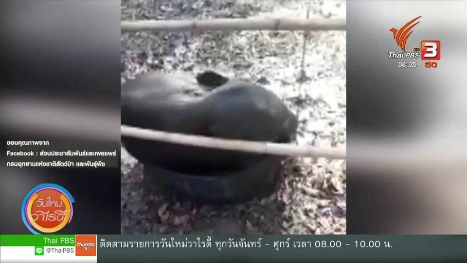 จับตาข่าวเด่น : "ช้าง" สัตว์ใหญ่ขี้อ้อน