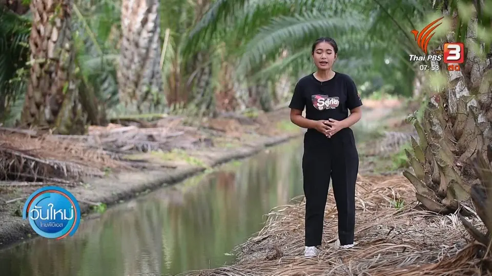 ทำมาหากิน ดินฟ้าอากาศ : ปาล์มน้ำมัน พืชทนแล้ง