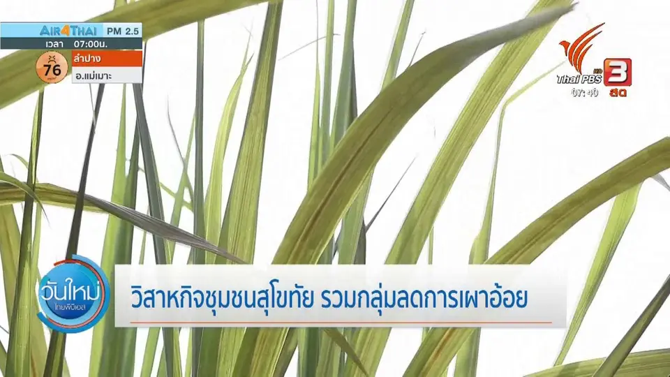 ทำมาหากิน ดินฟ้าอากาศ : วิสาหกิจชุมชนสุโขทัย รวมกลุ่มลดการเผาอ้อย