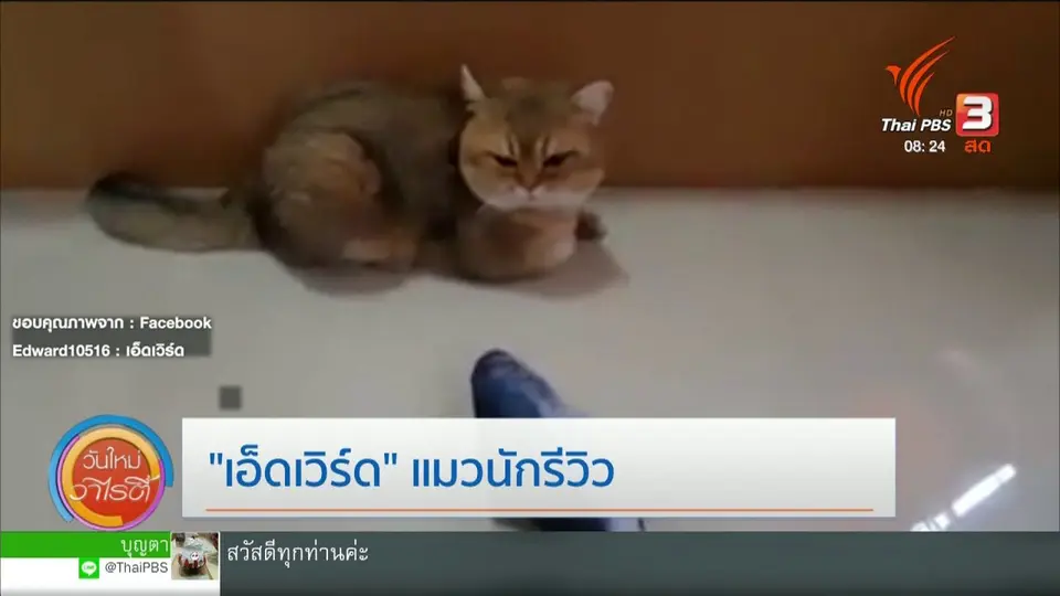 จับตาข่าวเด่น : "เอ็ดเวิร์ด" แมวนักรีวิว