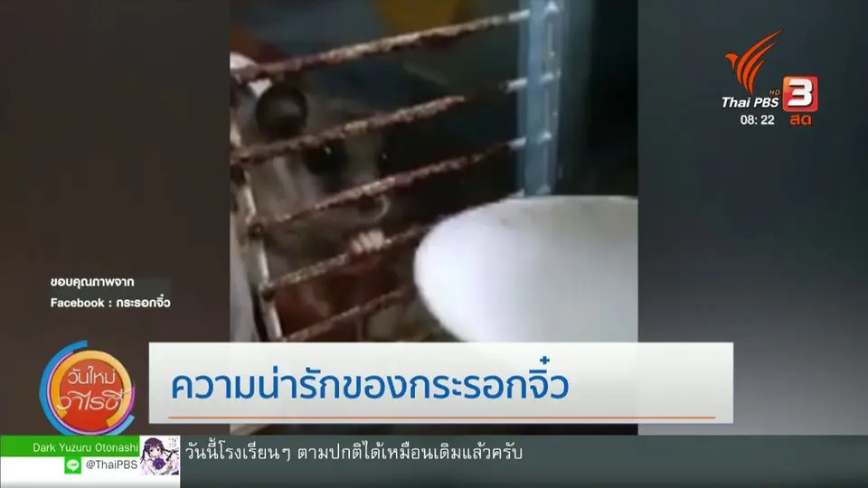 จับตาข่าวเด่น : ความน่ารักของกระรอกจิ๋ว
