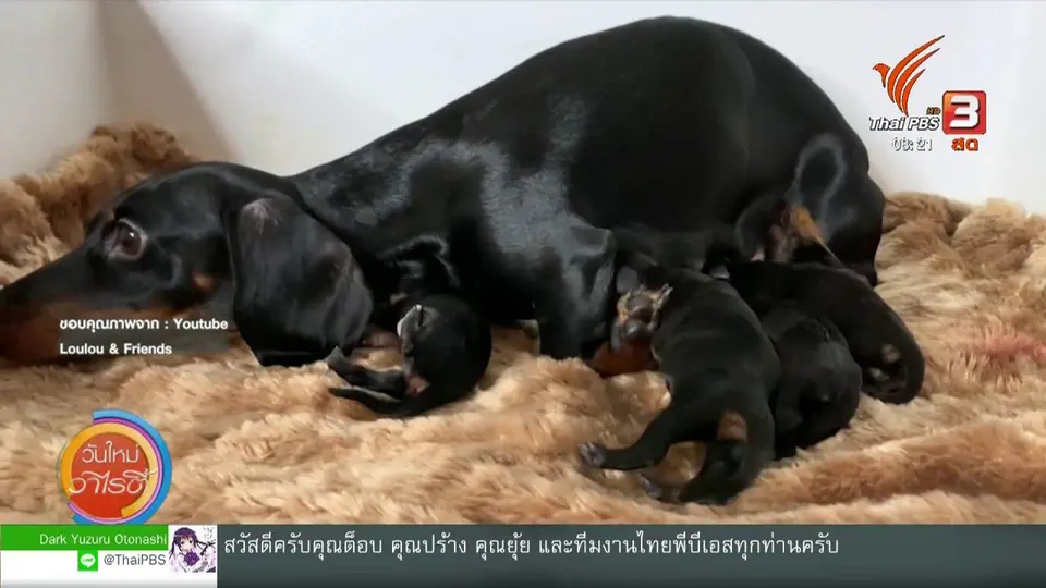 จับตาข่าวเด่น : ลูลู่ แม่ลูก 6