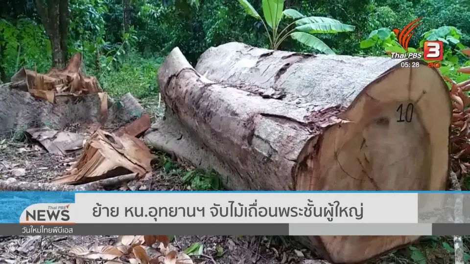 ​ย้าย หน.อุทยานฯ จับไม้เถื่อนพระชั้นผู้ใหญ่