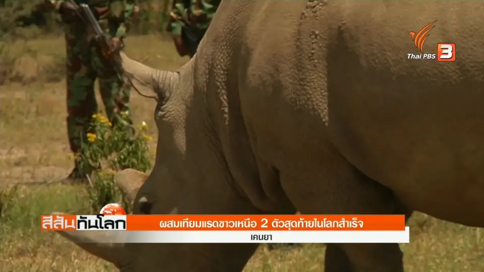 ผสมเทียมแรดขาวเหนือ 2 ตัวสุดท้ายในโลกสำเร็จ