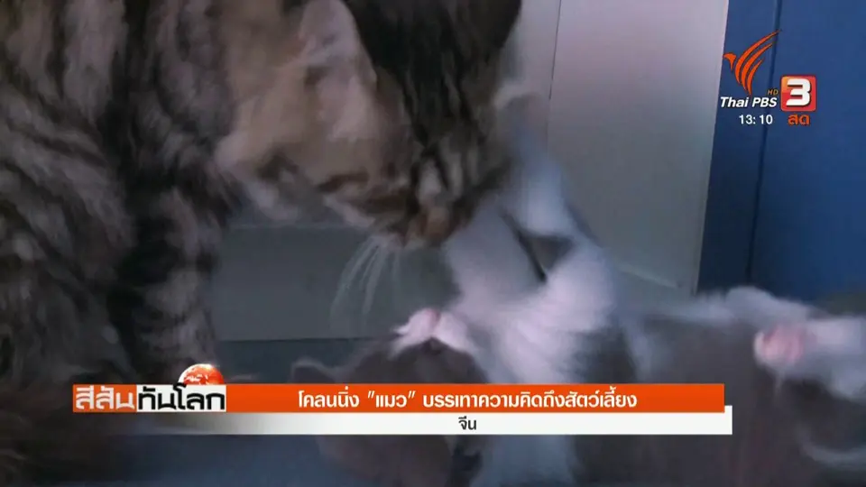 โคลนนิ่ง "แมว" บรรเทาความคิดถึงสัตว์เลี้ยง