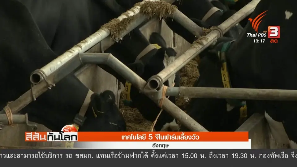 เทคโนโลยี 5G ในฟาร์มเลี้ยงวัว