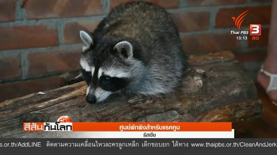 ​ศูนย์พักพิงสำหรับแรคคูน
