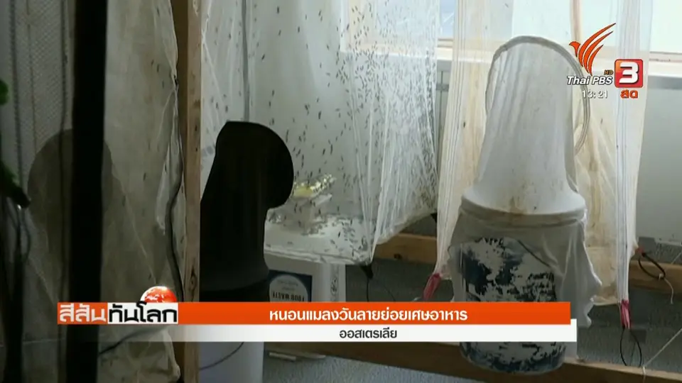 ​หนอนแมลงวันลายย่อยเศษอาหาร
