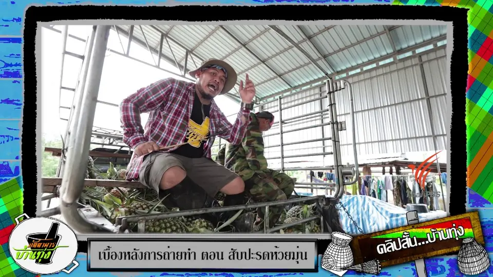 คลิปบ้านทุ่ง :  ฟังเสียงเคาะหาสับปะรดห้วยมุ่นเนื้อ 1