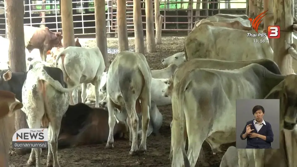 โรคอหิวาต์แอฟริกาในหมูกระทบวัวส่งออก