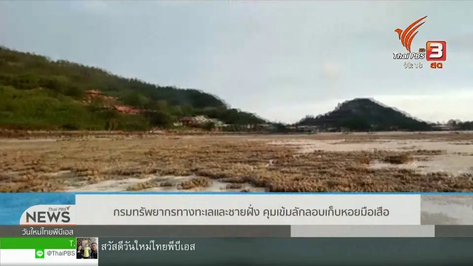 ​จับตาข่าวเด่น : กรมทรัพยากรทางทะเลและชายฝั่ง คุมเข้มลักลอบเก็บหอยมือเสือ​