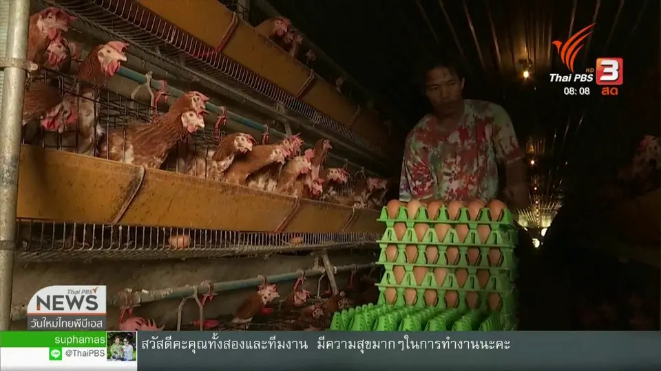 ​จับตาข่าวเด่น : สัปดาห์วันไข่โลก