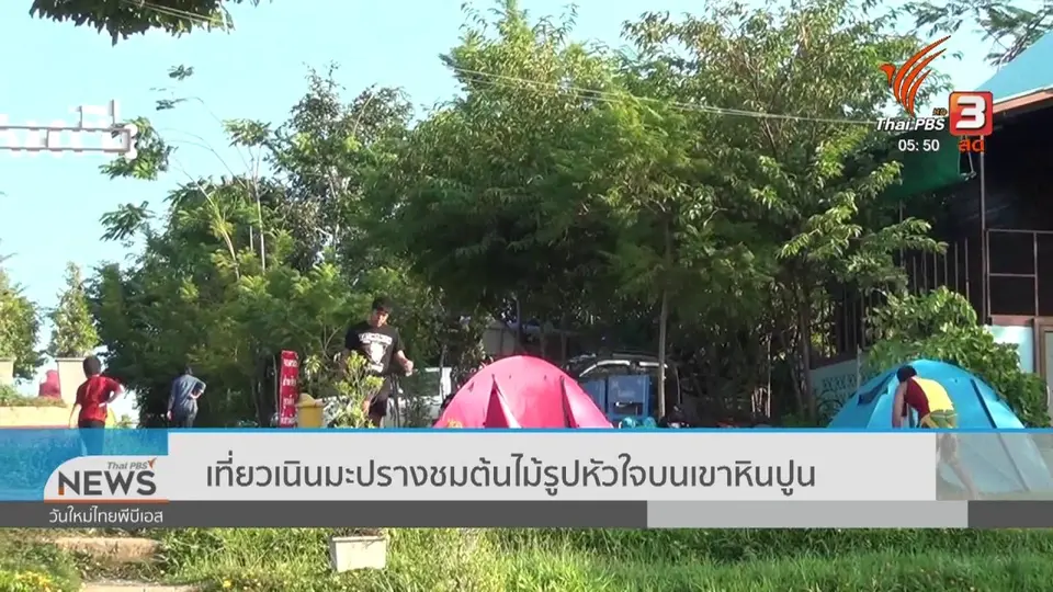 เที่ยวเนินมะปรางชมต้นไม้รูปหัวใจบนเขาหินปูน