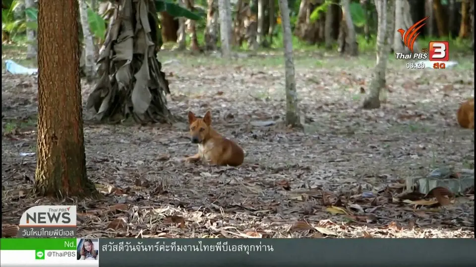 ​จับตาข่าวเด่น : ตรวจสอบเหตุสุนัขจรจัดกัดชาวบ้านบาดเจ็บ